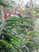 Heliconia