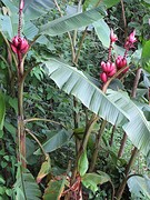 banana's