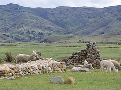 Inka ruine met lama's