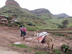 transport