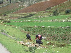 Varkens hoeden