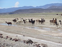 Lama's