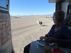 ontbijt bij de lama's