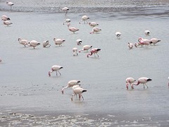 Flamingo's