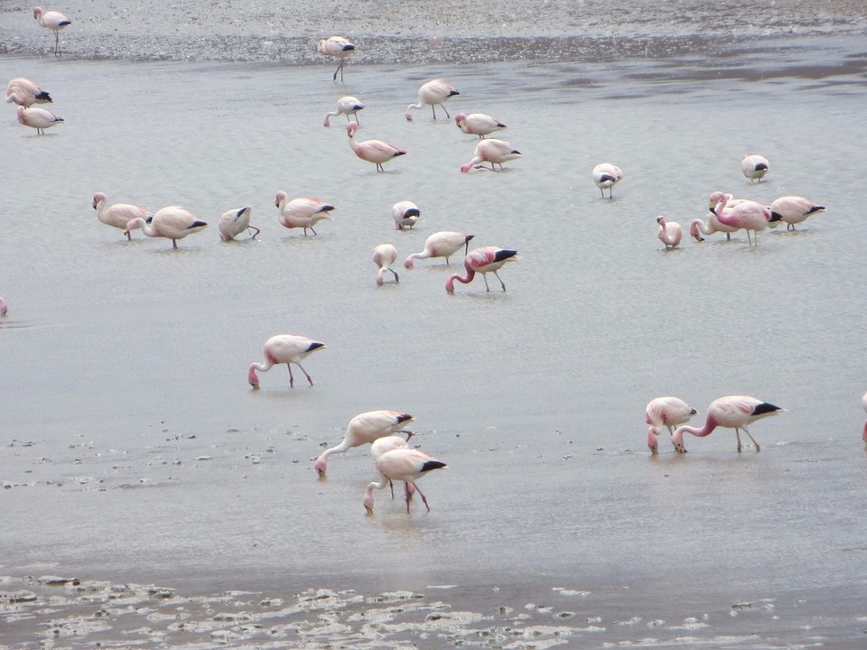Flamingo's