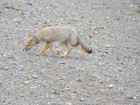 Speurneus vosje