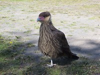 Vreemde vogel