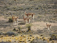 Guanaco's
