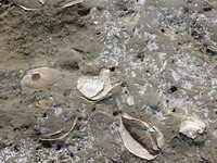 Playa Pardelas