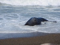 Punta Norte Olifant