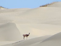 zandduinen