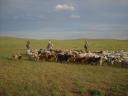 drie herders