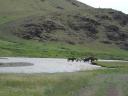 Paarden