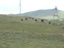 Yaks