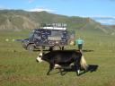 Yak