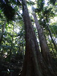 Mt Warning