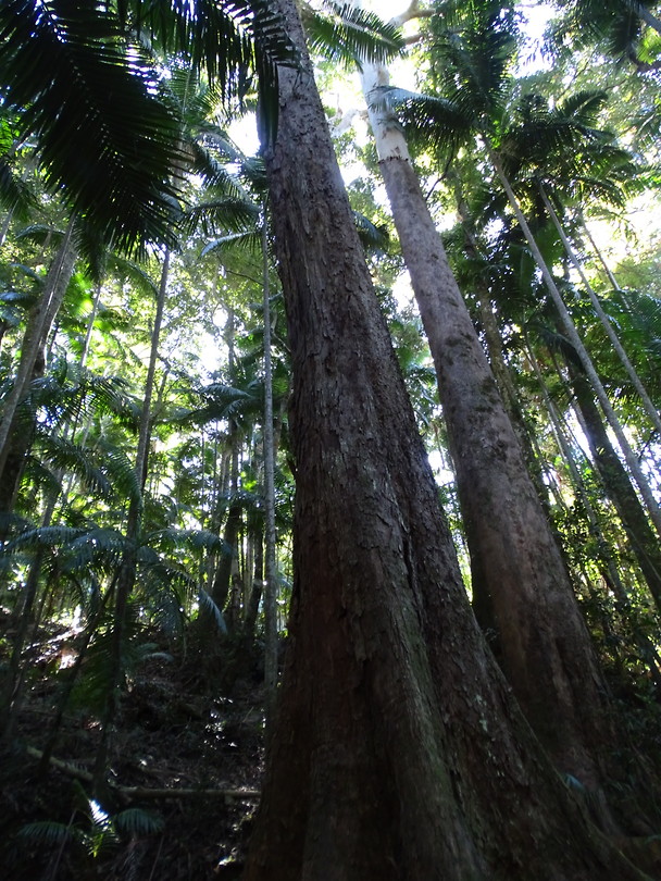 Mt Warning