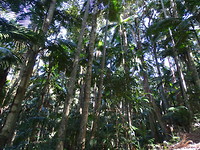 Mount Warning rainforest