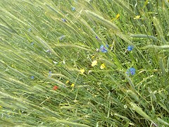 Blauwe korenbloemen