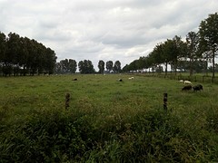 Schapen in Schijndel