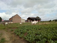 Belgische dikbillen
