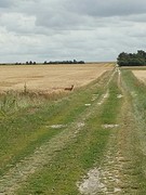 Hertje