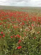 Papaver