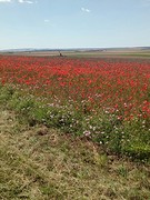 Papavers en klaprozen
