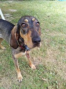 Mon nouveau chien!