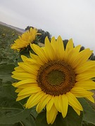Zonnebloemen