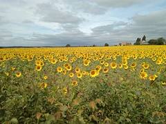 Zonnebloemen