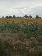 Zonneboemen........