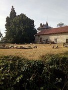 Schapen ipv koeien