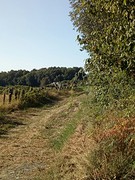 Graspadje
