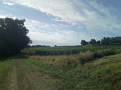 Bordeaux druiven