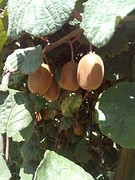 Kiwi's