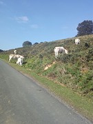 Koeien op de weg