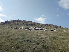 Schapen.....