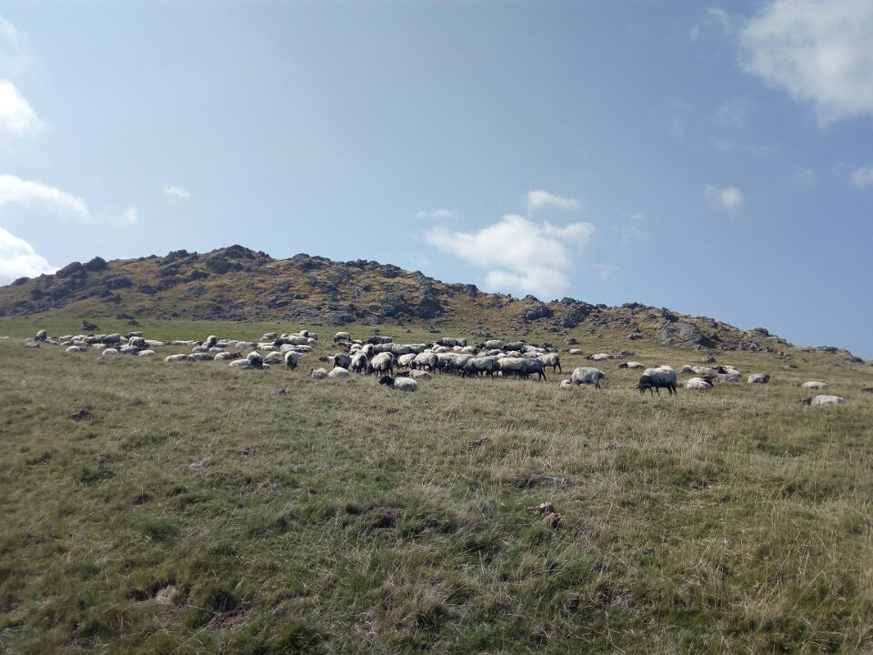Schapen.....