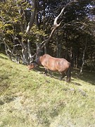 Pony's met bellen om.