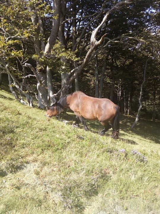 Pony's met bellen om.