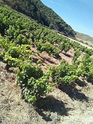 Rioja druiven