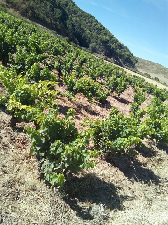 Rioja druiven