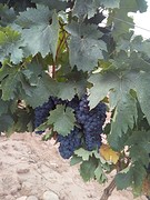 Rioja druiven