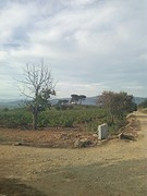 Bierzo druiven