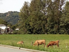 Galicia koeien!