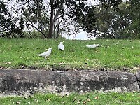 Cockatoos in Botanic Garden