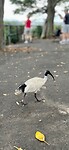 Witte Ibis