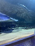SEA LIFE Kelly Tarton's Aquarium