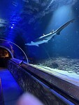 SEA LIFE Kelly Tarton's Aquarium